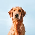 @goldenhoneybutter Instagram Profile