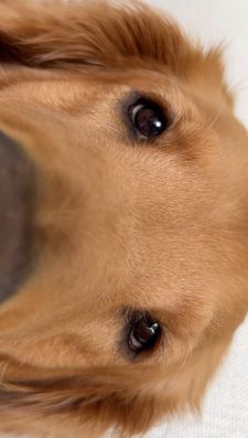 Instagram post by @goldenrcoco