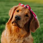 @goldenrcoco Instagram Profile