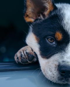 Instagram post by @apollointhewild