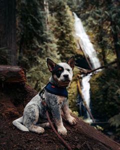 Instagram post by @apollointhewild