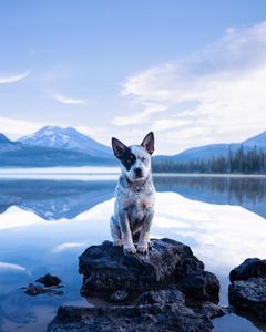 Instagram post by @apollointhewild