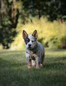 Instagram post by @apollointhewild