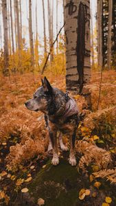 Instagram post by @apollointhewild