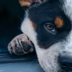 @apollointhewild Instagram Profile