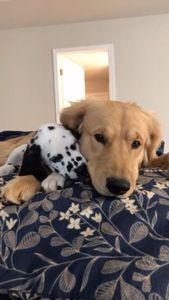 Instagram post by @coupleofpaws