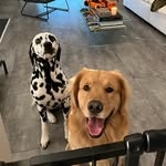 @coupleofpaws Instagram Profile