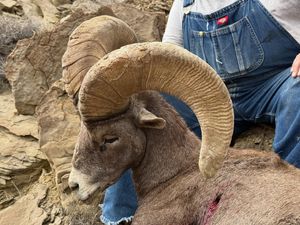 Instagram post by @shedcrazy