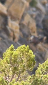 Instagram post by @shedcrazy