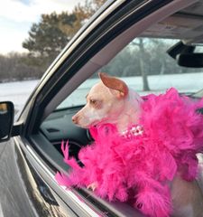 Instagram post by @divina_luna_the_chihuahua