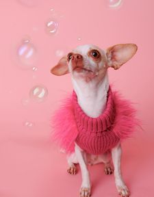 Instagram post by @divina_luna_the_chihuahua