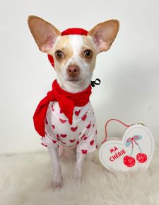 Instagram post by @divina_luna_the_chihuahua