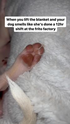 Instagram post by @divina_luna_the_chihuahua