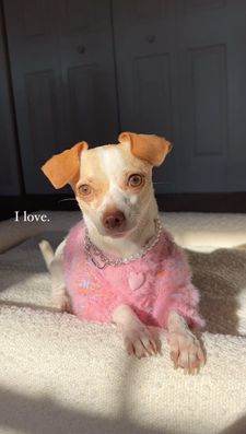 Instagram post by @divina_luna_the_chihuahua