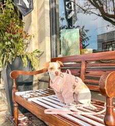 Instagram post by @divina_luna_the_chihuahua