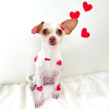 Instagram post by @divina_luna_the_chihuahua