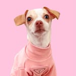 @divina_luna_the_chihuahua Instagram Profile