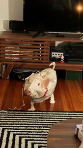 Instagram post by @mollyrrusso