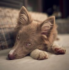 Instagram post by @adrianstoica.dogcoach