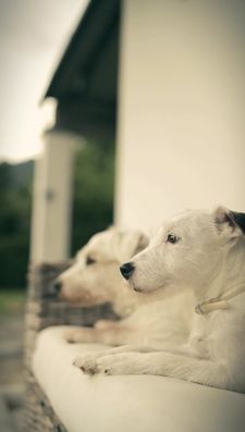 Instagram post by @adrianstoica.dogcoach