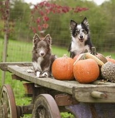 Instagram post by @adrianstoica.dogcoach