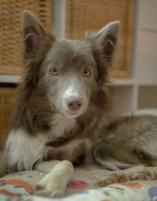 Instagram post by @adrianstoica.dogcoach