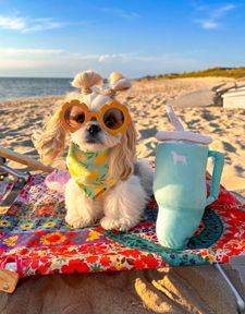 Instagram post by @wakanda_shihtzu