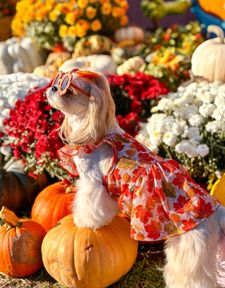 Instagram post by @wakanda_shihtzu