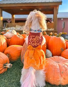 Instagram post by @wakanda_shihtzu