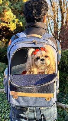 Instagram post by @wakanda_shihtzu