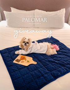 Instagram post by @wakanda_shihtzu