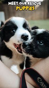 Instagram post by @stiltontheaussie