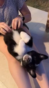 Instagram post by @stiltontheaussie