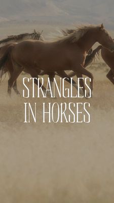 Instagram post by @rockingkmvet