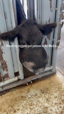 Instagram post by @rockingkmvet