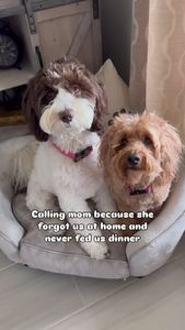 Instagram post by @doodle_charlotte