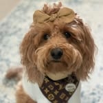 @doodle_charlotte Instagram Profile