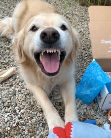 Instagram post by @lifeofdaisythegolden