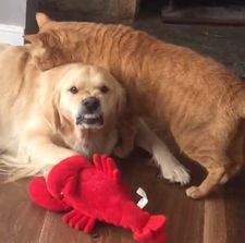 Instagram post by @lifeofdaisythegolden