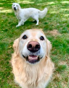 Instagram post by @lifeofdaisythegolden