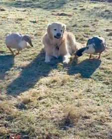 Instagram post by @lifeofdaisythegolden