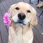 @lifeofdaisythegolden Instagram Profile