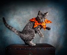 Instagram post by @corneliuscornbreadchronicles