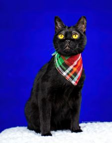 Instagram post by @corneliuscornbreadchronicles