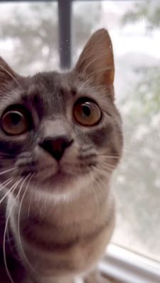 Instagram post by @corneliuscornbreadchronicles