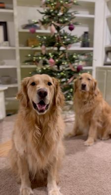 Instagram post by @winstonthegoodboygolden