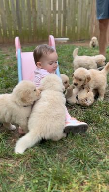 Instagram post by @winstonthegoodboygolden