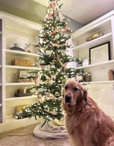 Instagram post by @winstonthegoodboygolden