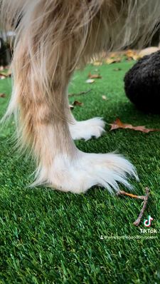 Instagram post by @winstonthegoodboygolden