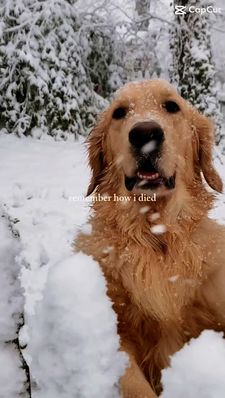 Instagram post by @winstonthegoodboygolden